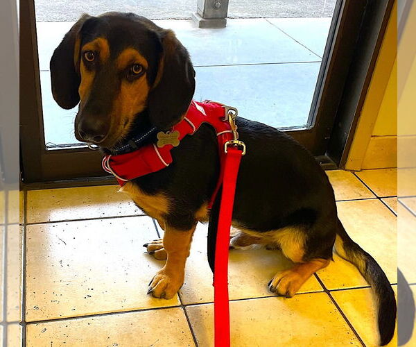 Medium Photo #2 Basset Hound-German Shepherd Dog Mix Puppy For Sale in Petaluma, CA, USA