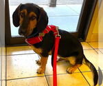 Small #1 Basset Hound-German Shepherd Dog Mix
