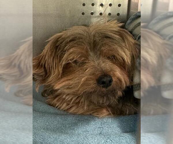 Medium Photo #1 Mutt Puppy For Sale in Rancho Cucamonga, CA, USA