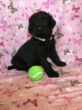 Medium Photo #1 Poodle (Standard) Puppy For Sale in ALEDO, TX, USA