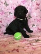 Small Photo #1 Poodle (Standard) Puppy For Sale in ALEDO, TX, USA