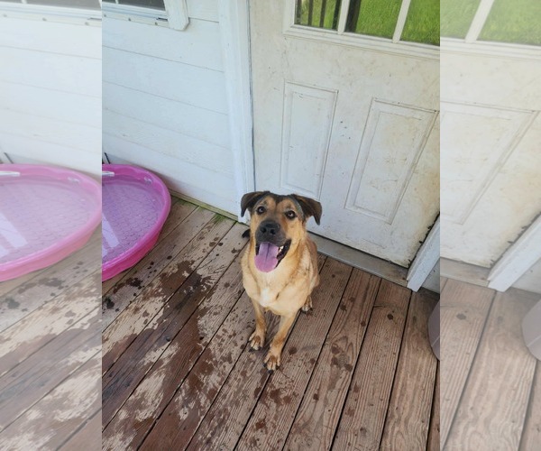 Medium Photo #2 Mutt Puppy For Sale in Woodbury, NY, USA