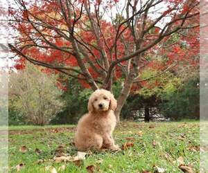 Goldendoodle Puppy for sale in FAIR GROVE, MO, USA