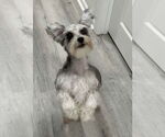 Small #2 Mutt