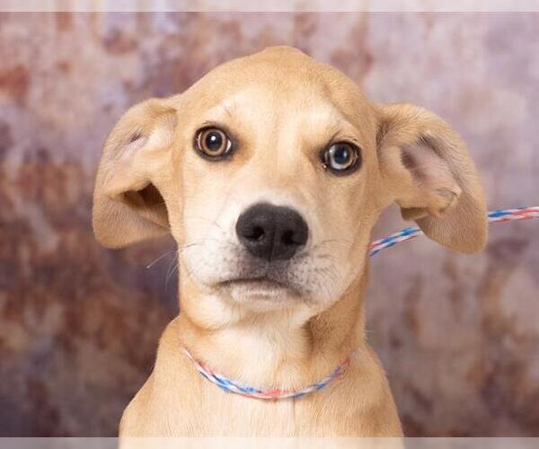 Medium Photo #2 Catahoula Leopard Dog-Unknown Mix Puppy For Sale in Olathe, KS, USA