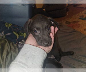 Mutt Dogs for adoption in New London, WI, USA