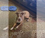 Small #3 Labrador Retriever-Red Heeler Mix
