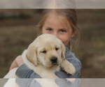 Small Photo #15 Labrador Retriever Puppy For Sale in ROCKWOOD, TN, USA