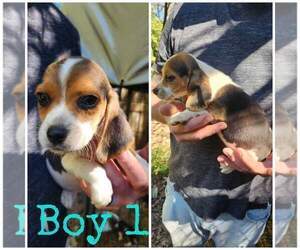 Beagle Puppy for Sale in SYLVA, North Carolina USA