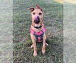 Small #5 German Shepherd Dog Mix