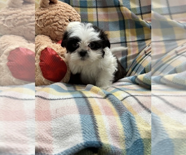Medium Photo #15 Shih Tzu Puppy For Sale in SILEX, MO, USA
