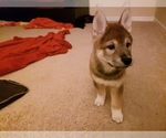 Small Photo #4 Shiba Inu Puppy For Sale in DAVENPORT, FL, USA