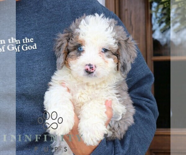 Medium Photo #3 Bernedoodle (Miniature) (+ Poodle Miniature) Puppy For Sale in NARVON, PA, USA
