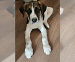 Small #6 Treeing Walker Coonhound Mix