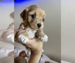 Small #3 Maltipoo (Miniature)
