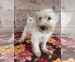 Small #3 Schnauzer (Miniature)