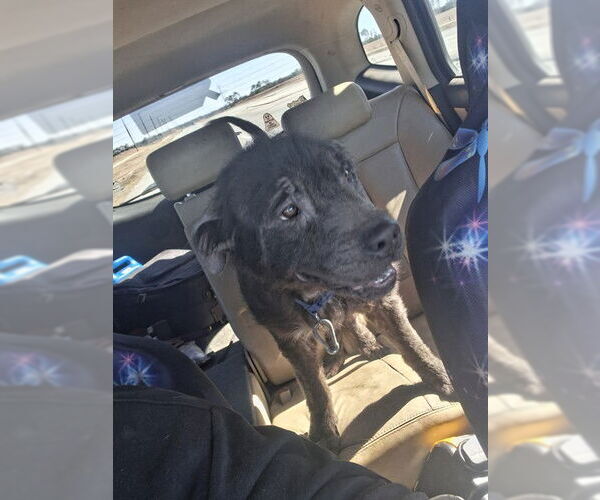 Medium Photo #1 German Shepherd Dog-Unknown Mix Puppy For Sale in Ocala, FL, USA