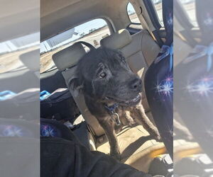 German Shepherd Dog-Unknown Mix Dogs for adoption in Ocala, FL, USA