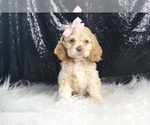 Puppy Olivia AKC Cocker Spaniel