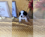 Puppy 5 F2 Aussiedoodle-Poodle (Miniature) Mix