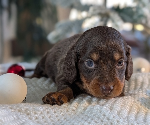 Medium Photo #2 Dachshund Puppy For Sale in GOSHEN, IN, USA