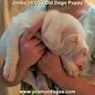 Small Photo #73 Dogo Argentino Puppy For Sale in JANE, MO, USA