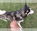 Small #1 Siberian Husky Mix