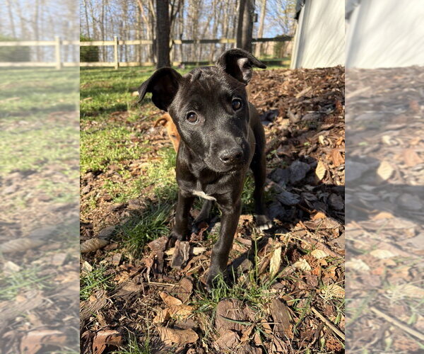 Medium Photo #8 Redbone Coonhound-Unknown Mix Puppy For Sale in Mooresville, NC, USA