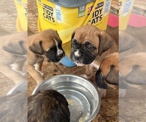 Boxer Puppy for Sale in KAMILCHE, Washington USA