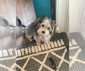 Morkie Puppy for sale in CARYVILLE, FL, USA