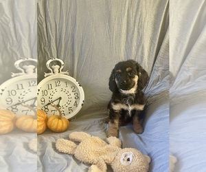 Cock-A-Poo Puppy for sale in WOOSTER, OH, USA