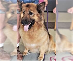 Mutt Dogs for adoption in Fallbrook, CA, USA