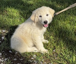 Great Pyrenees Puppy for sale in CANOGA, NY, USA
