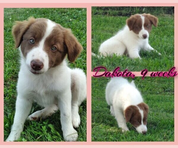 Medium Photo #27 Border Collie Puppy For Sale in BROOKFIELD, MO, USA