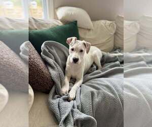 Mutt Dogs for adoption in Candler, NC, USA