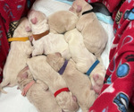 Image preview for Ad Listing. Nickname: Puppies