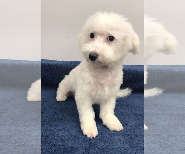 Medium Photo #6 Bichon Frise Puppy For Sale in Lincolnwood, IL, USA