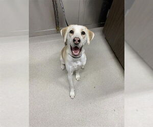 American Pit Bull Terrier-Labrador Retriever Mix Dogs for adoption in Fairbanks, AK, USA