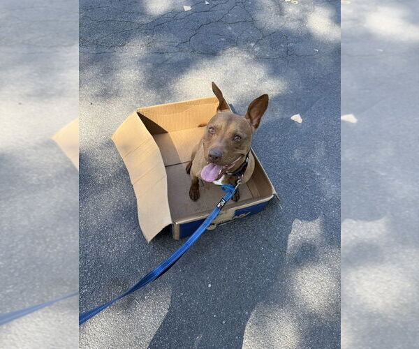 Medium Photo #18 American Pit Bull Terrier-Italian Greyhound Mix Puppy For Sale in Elmsford, NY, USA