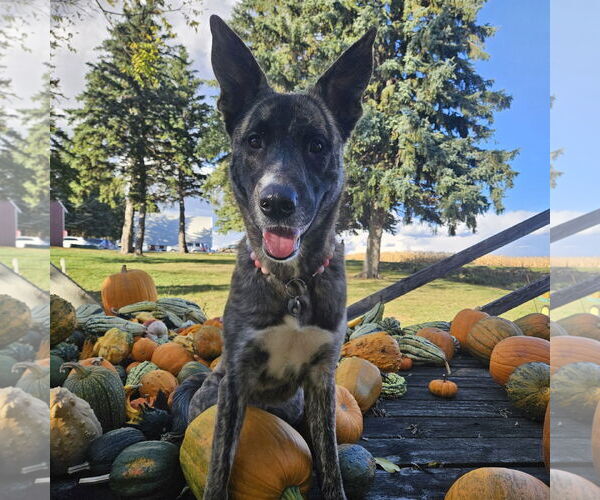 Medium Photo #7 Catahoula Leopard Dog-Unknown Mix Puppy For Sale in Fargo, ND, USA