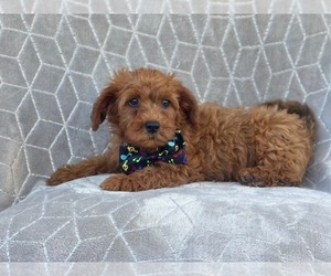 Poodle (Miniature)-Shorkie Tzu Mix Puppy for sale in LAKELAND, FL, USA