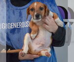 Small #3 Australian Shepherd Mix