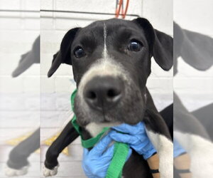 Mutt Dogs for adoption in San Bernardino, CA, USA