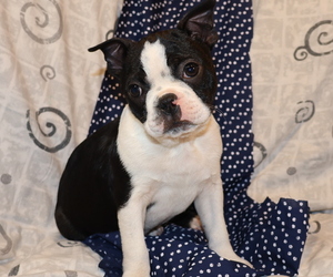 Boston Terrier Litter for sale in THORP, WI, USA