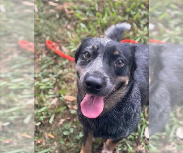 Medium Photo #2 Mutt Puppy For Sale in Texas City, TX, USA