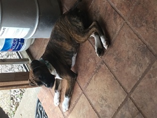 Boxer Puppy for sale in LEANDER, TX, USA