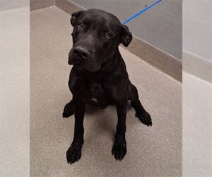 Mutt Dogs for adoption in Las Vegas, NV, USA