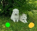 Puppy 5 Samoyed