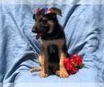 Small Photo #3 German Shepherd Dog Puppy For Sale in EAST EARL, PA, USA