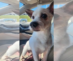 Mutt Dogs for adoption in Germantown, OH, USA